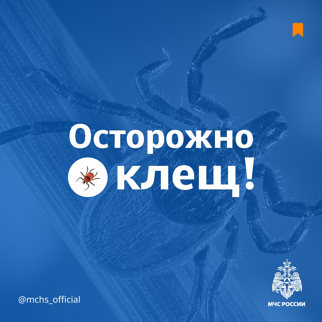 ️Осторожно, клещи!